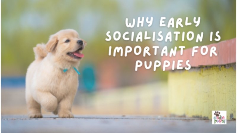 Puppies